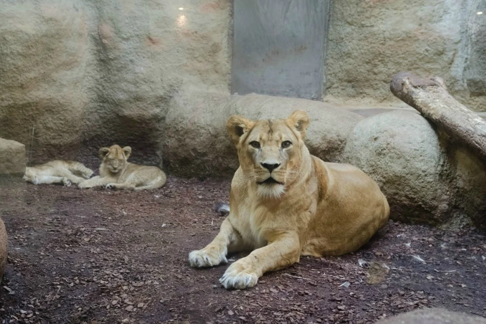 10 razloga zašto posjetiti zagrebački Zoo