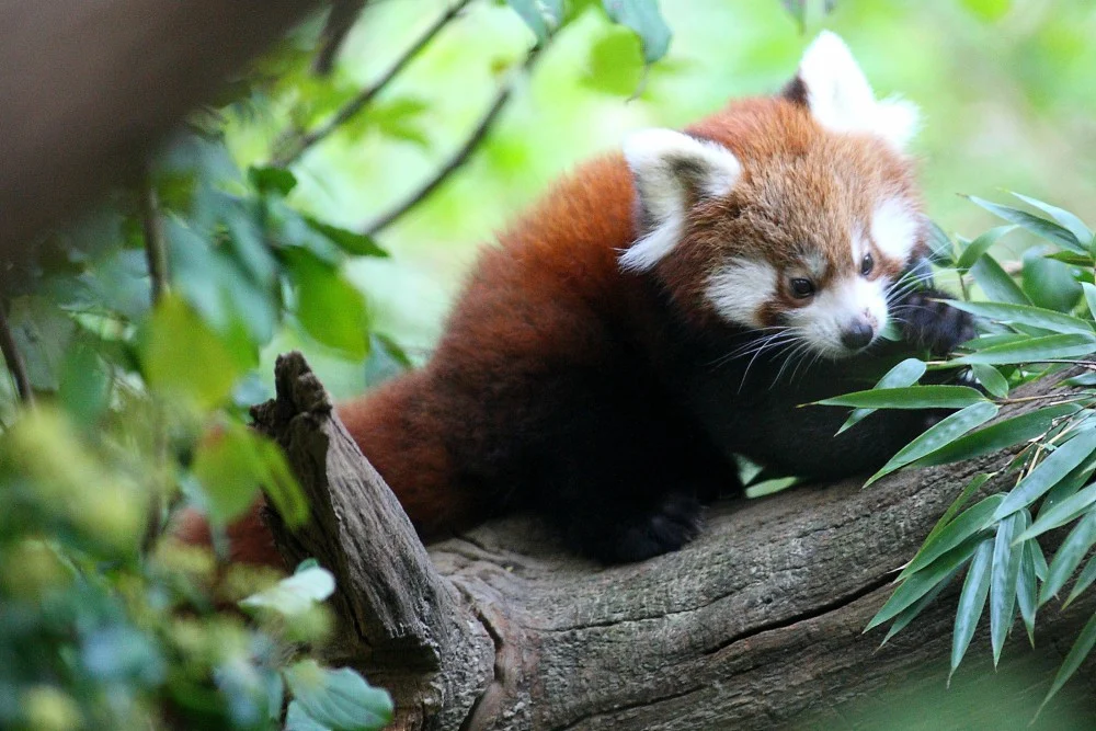 Dan crvenih panda u Zoološkom vrtu grada Zagreba