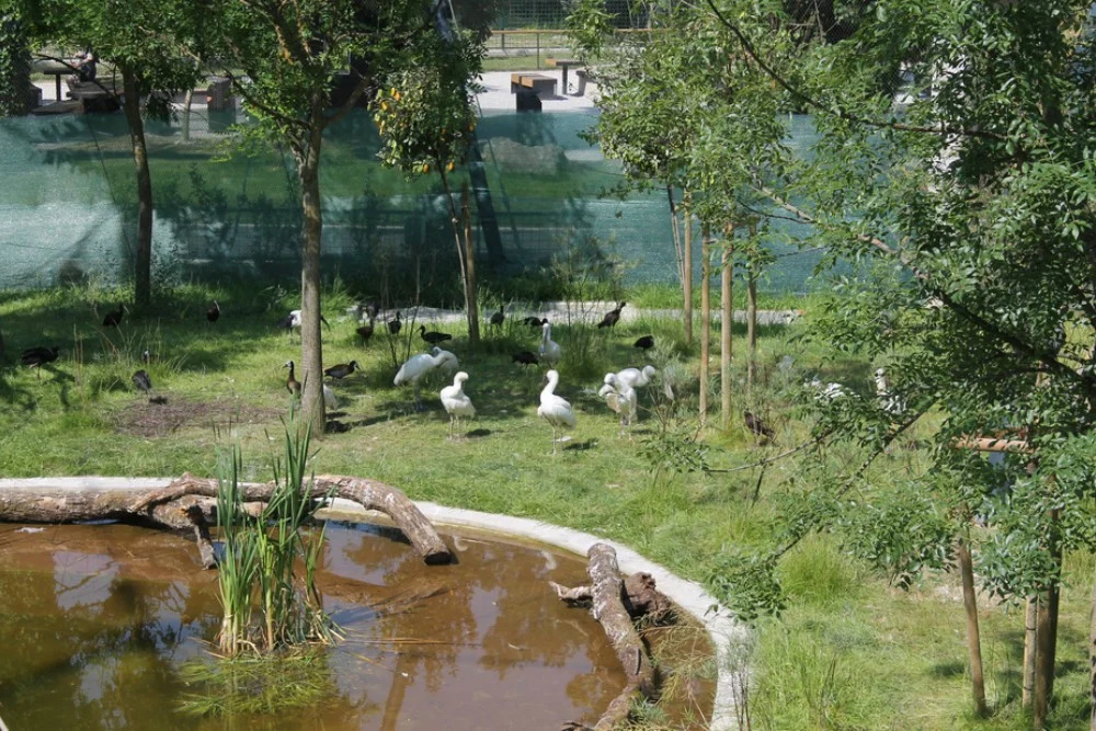 Dođite u nedjelju u zagrebački Zoo gdje vas očekuje jedinstveno predstavljanje volijere za afričke ptice