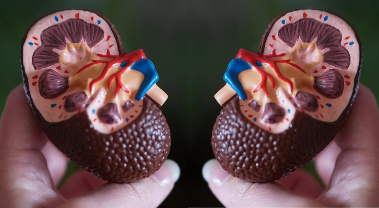 Bubrezi su vitalni organi – 10 stvari koje trebate znati o njima
