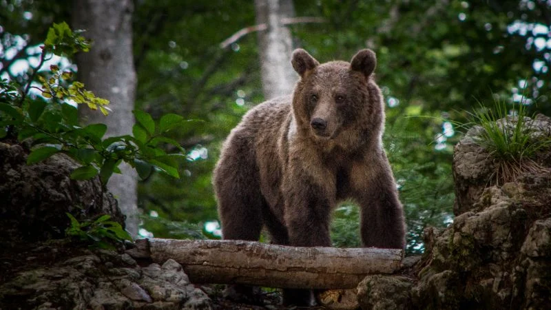 Nemate kamo za vikend? Predlažemo Detox prirodom Gorskog kotra