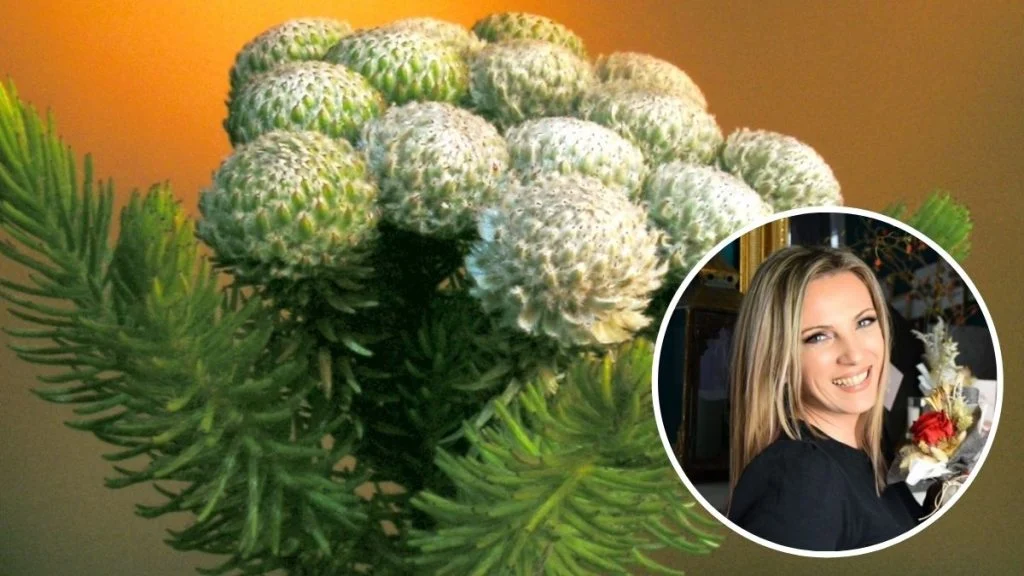 Naša članica, Monika Fulir, otkrila nam je ovogodišnji hit u božićnim dekoracijama: grančicu Kaaps brunia Silver!
