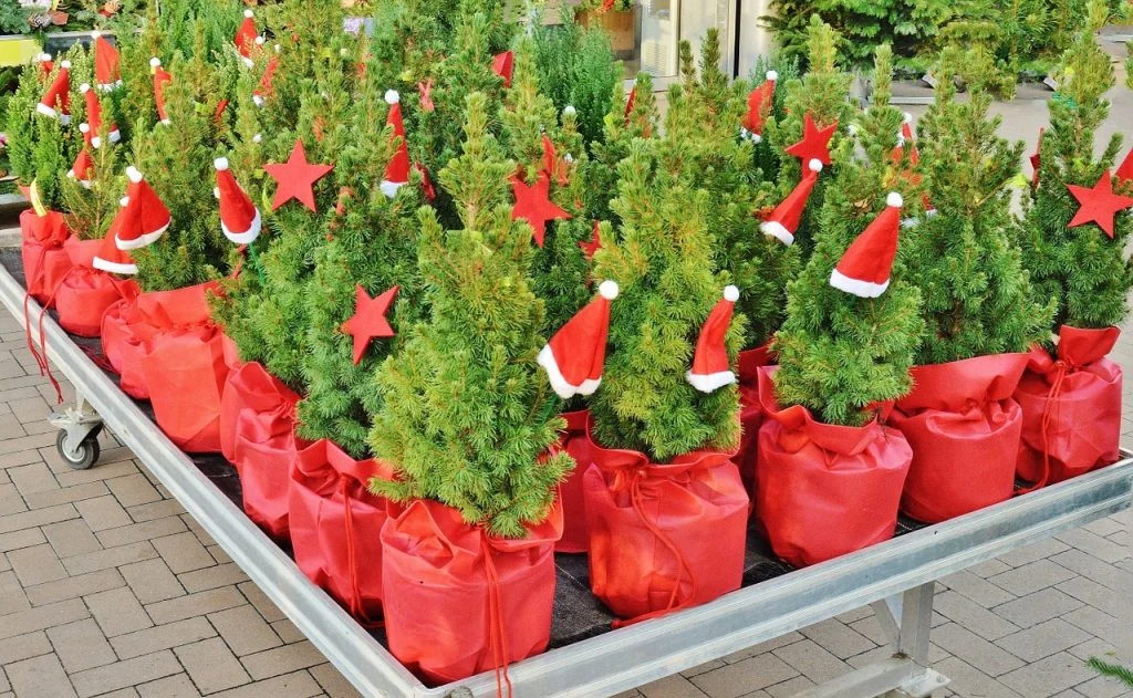 Drvca za život, ne za jedan dan! Ova ekološki prihvatljiva božićna tradicija mogla bi biti rješenje tužnim postblagdanskim slikama naših ulica!
