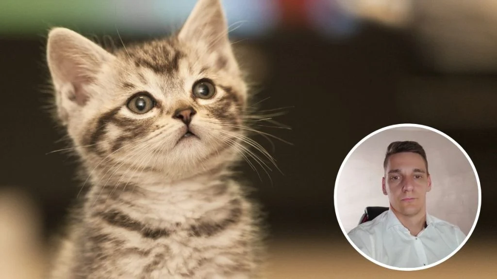 6 razloga zašto vam je potrebna mačka u životu