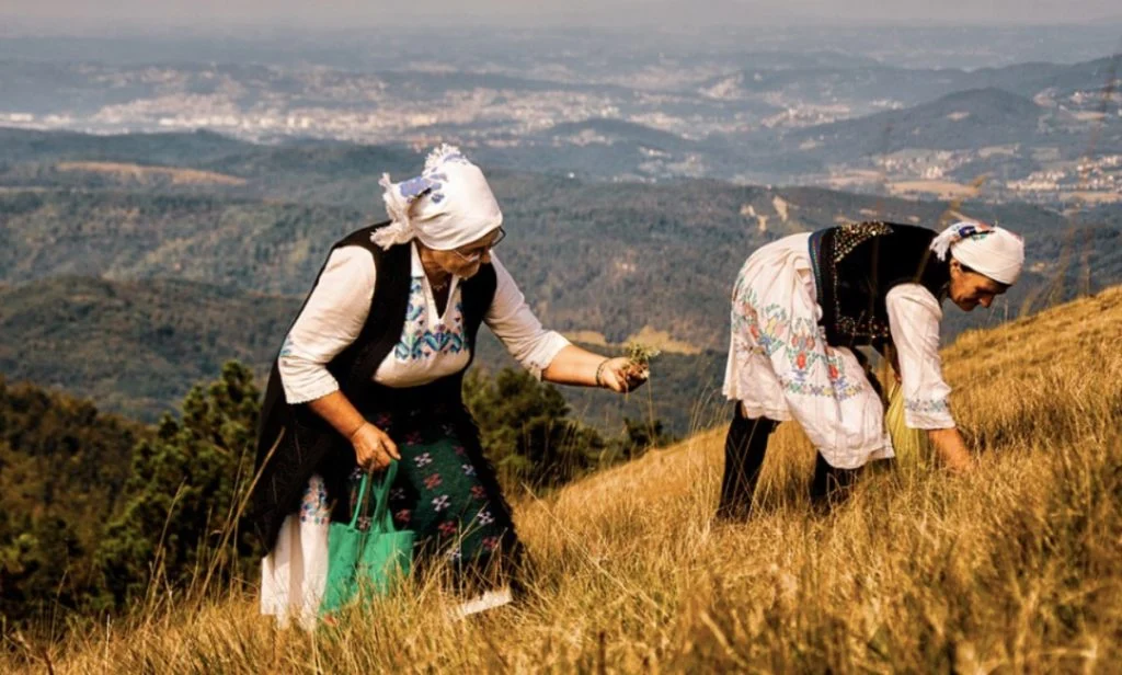 Branje trave ive na Ozrenu je zaštićeno na UNESCO Listi nematerijalne svjetske baštine