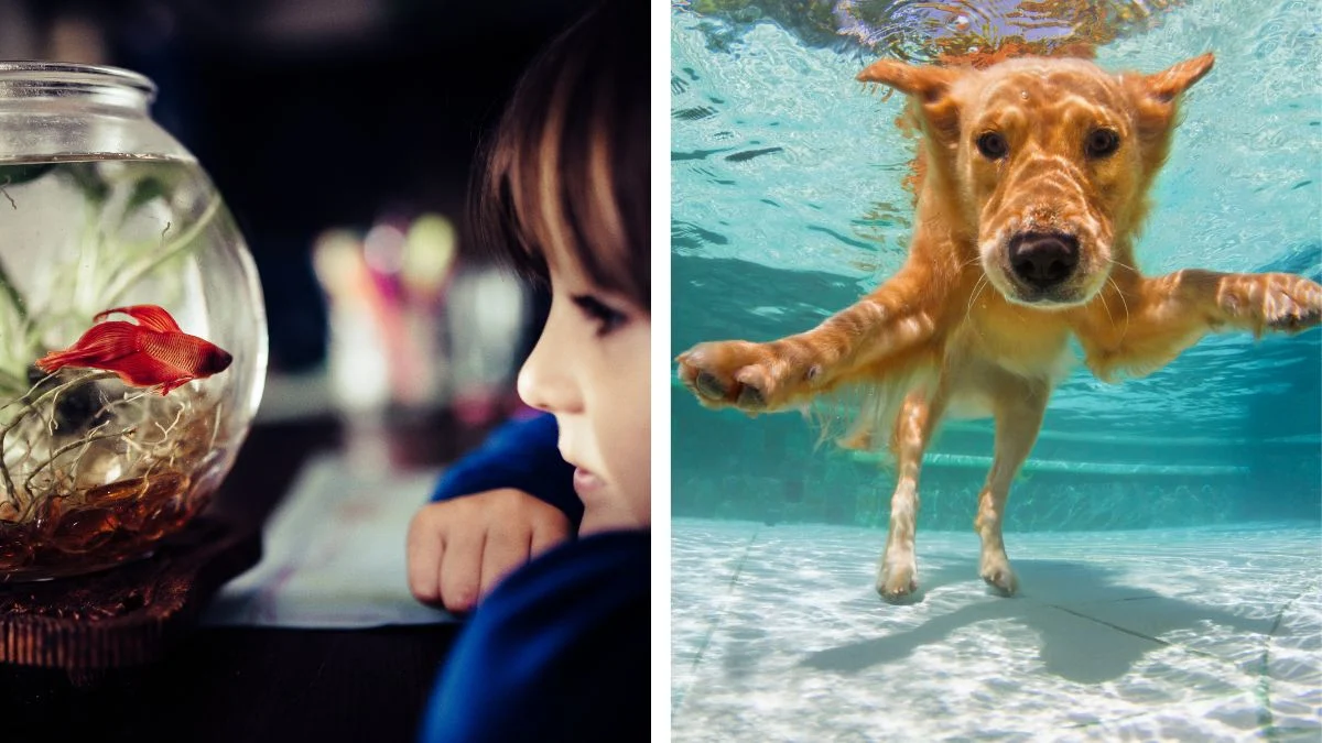 Pet najboljih ljubimaca za djecu mlađu od deset godina, jedan je vrlo neobičan