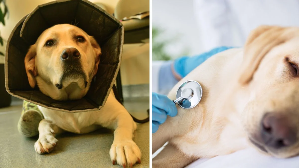 Pet najčešćih bolesti kod pasa i kako ih prepoznati