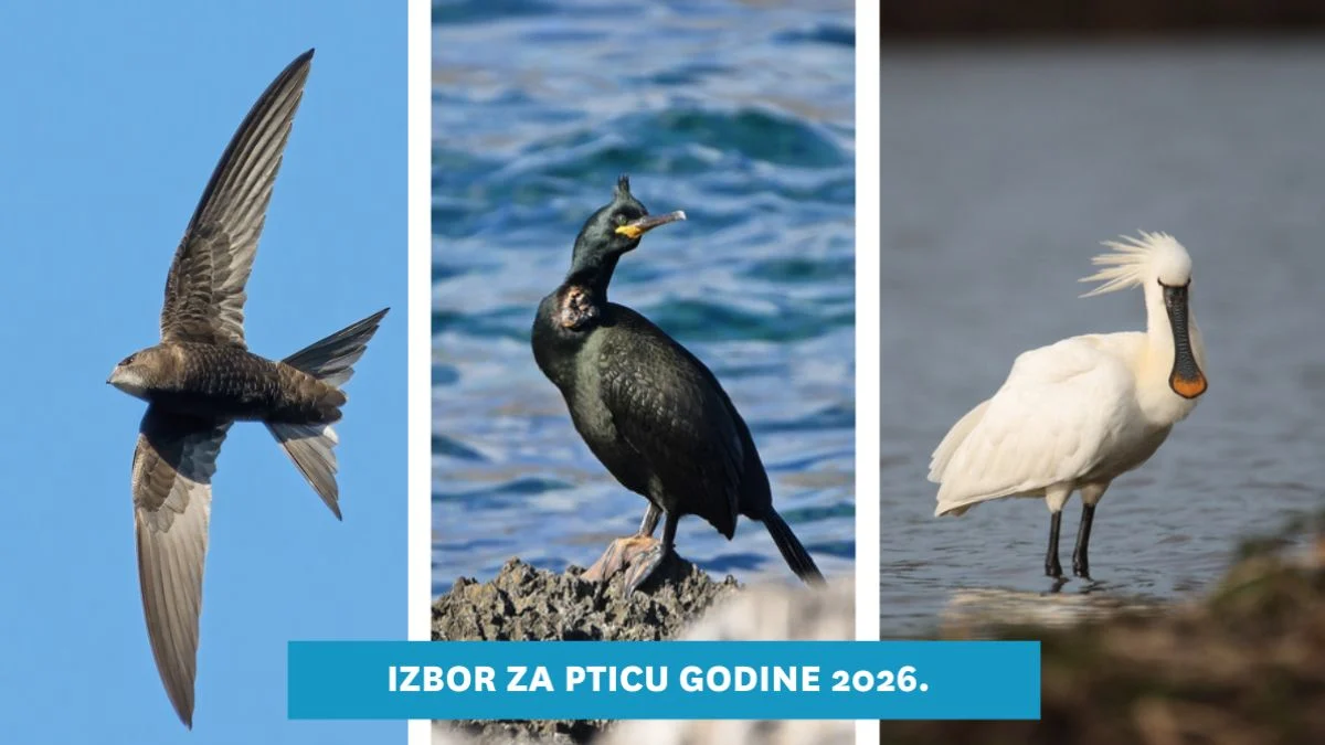 Bira se Ptica godine: Nominirane tri vrste, ornitolozi vas pozivaju da sudjelujete