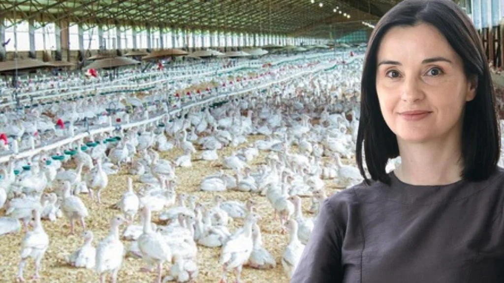 Dvije ukrajinske tvrtke i plan mega farmi, klaonica, tvornica: Koji pogoni imaju “zeleno svjetlo”, a koji još ne