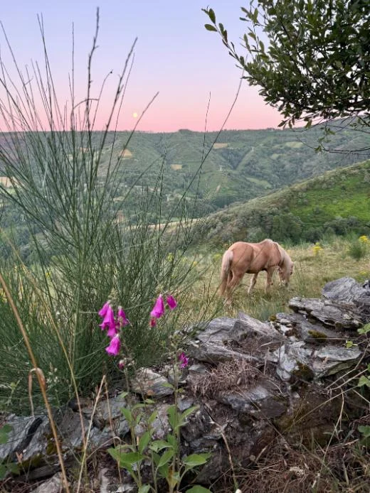 Camino de Santiago