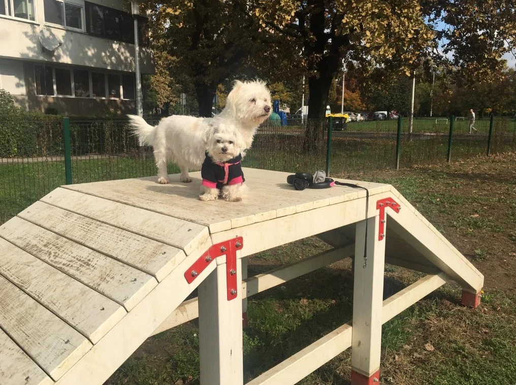 udomljavanje pasa